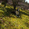 dog, black_and_white, grass, tree, fence, sunlight, shadow, outdoor, pet, canine, nature, yard, leafy, resting, animal, summer, relaxing, daylight, mammal, domestic