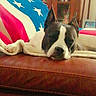 Lucifer participe au concours pour gagner de l'argent avec cette photo : dog, sleeping, couch, blanket, american_flag, indoor, home, furniture, leather, cozy, resting, pet, brown, white, ears, nose, relaxation, quiet, domestic, comfort