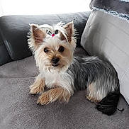 Oria a rejoint le concours — aidez-le/la à gagner de superbes lots ! australian_silky_terrier, australian_terrier, biewer_terrier, cairn_terrier, canidae, carnivore, companion_dog, dog, dog_breed, mammal, morkie, norwich_terrier, puppy, rare_breed_dog, small_terrier, terrier, toy_dog, vertebrate, west_highland_white_terrier, yorkshire_terrier