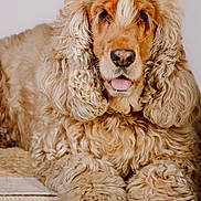 Ruby a rejoint le concours — aidez-le/la à gagner de superbes lots ! dog, golden, curly_fur, pet, flower, pink_flower, cute, tongue_out, portrait, indoor, fluffy, animal, mammal, companion, domestic_animal, fur, closeup, laying_down, adorable, friendly