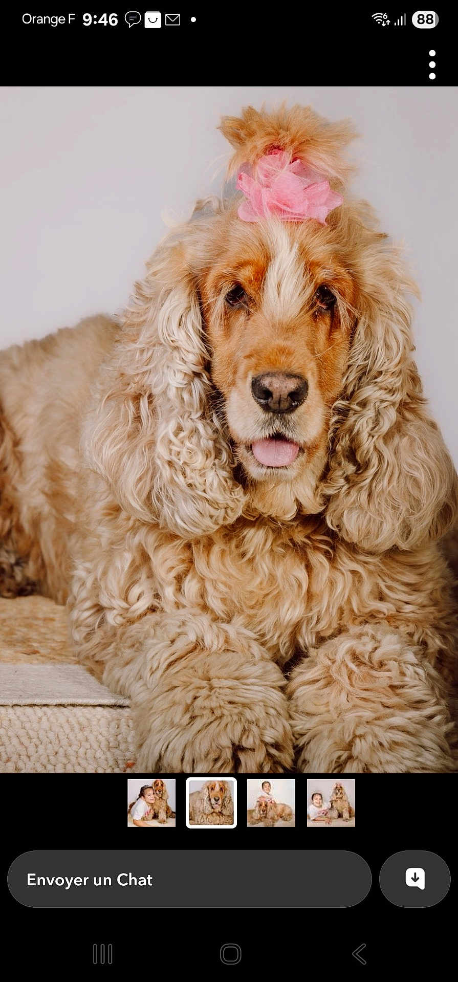 Ruby a rejoint le concours — aidez-le/la à gagner de superbes lots ! dog, golden, curly_fur, pet, flower, pink_flower, cute, tongue_out, portrait, indoor, fluffy, animal, mammal, companion, domestic_animal, fur, closeup, laying_down, adorable, friendly