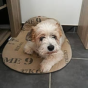 Kiara participe au concours pour gagner de l'argent avec cette photo : briquet_griffon_vendeen, canidae, carnivore, cavachon, cavapoo, cockapoo, companion_dog, dog, dog_breed, havanese, kyi_leo, lhasa_apso, mammal, petit_basset_griffon_vendeen, puppy, schnoodle, shih_tzu, sporting_lucas_terrier, tibetan_terrier, vertebrate