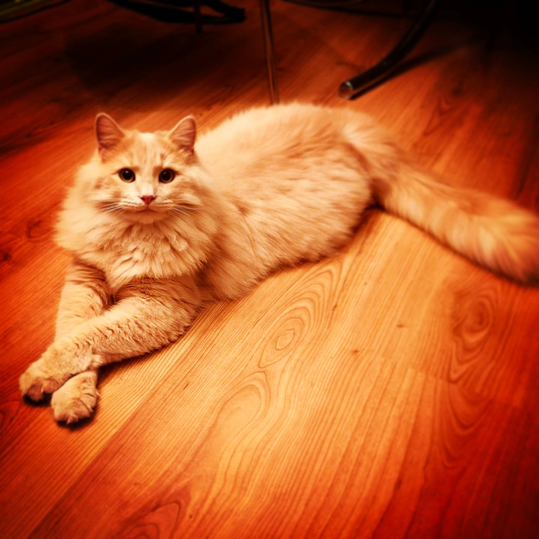 Pop a rejoint le concours — aidez-le/la à gagner de superbes lots ! american_curl, asian, carnivore, cat, european_shorthair, eye, felidae, floor, flooring, fur, hardwood, kitten, mammal, small_to_medium_sized_cats, tabby_cat, tail, turkish_angora, turkish_van, whiskers, wood