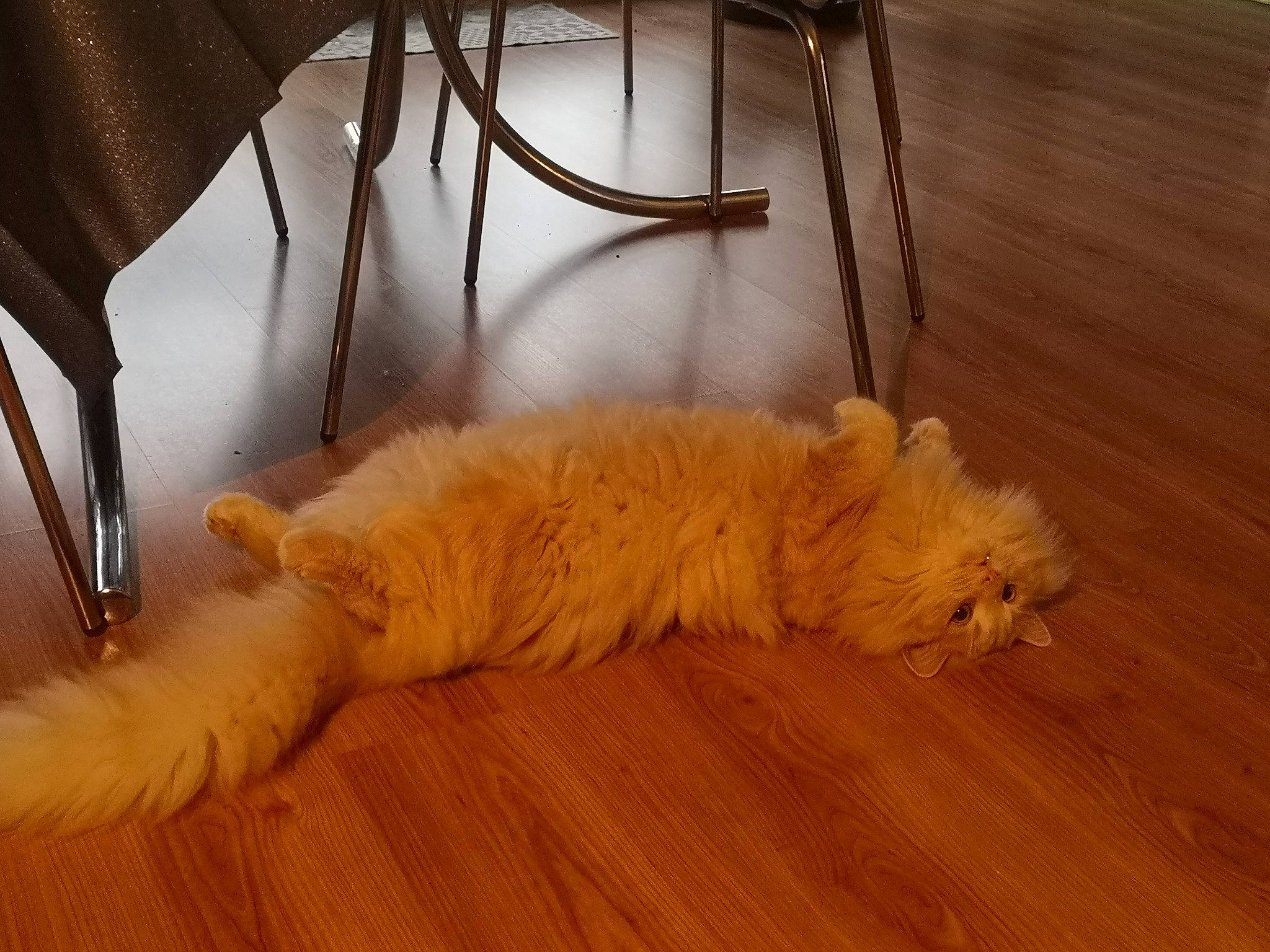 Pop participe au concours pour gagner de l'argent avec cette photo : canidae, carnivore, cat, fawn, felidae, floor, flooring, fur, hardwood, laminate_flooring, persian, small_to_medium_sized_cats, tail, whiskers, wood, wood_flooring