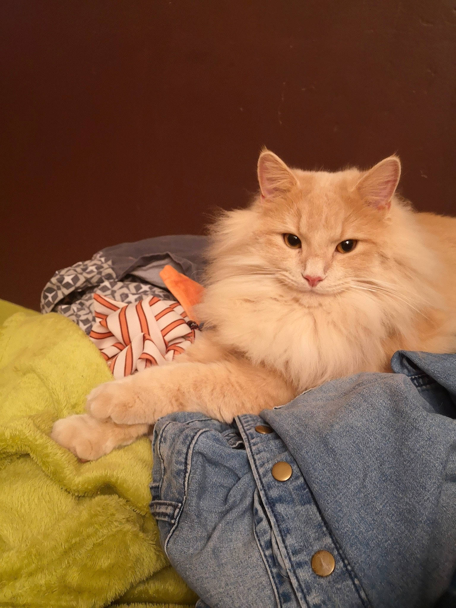 Pop a rejoint le concours — aidez-le/la à gagner de superbes lots ! asian, asian_semi_longhair, british_longhair, british_semi_longhair, carnivore, cat, cymric, domestic_long_haired_cat, fawn, felidae, fur, kitten, mammal, norwegian_forest_cat, persian, ragamuffin, ragdoll, siberian, small_to_medium_sized_cats, whiskers