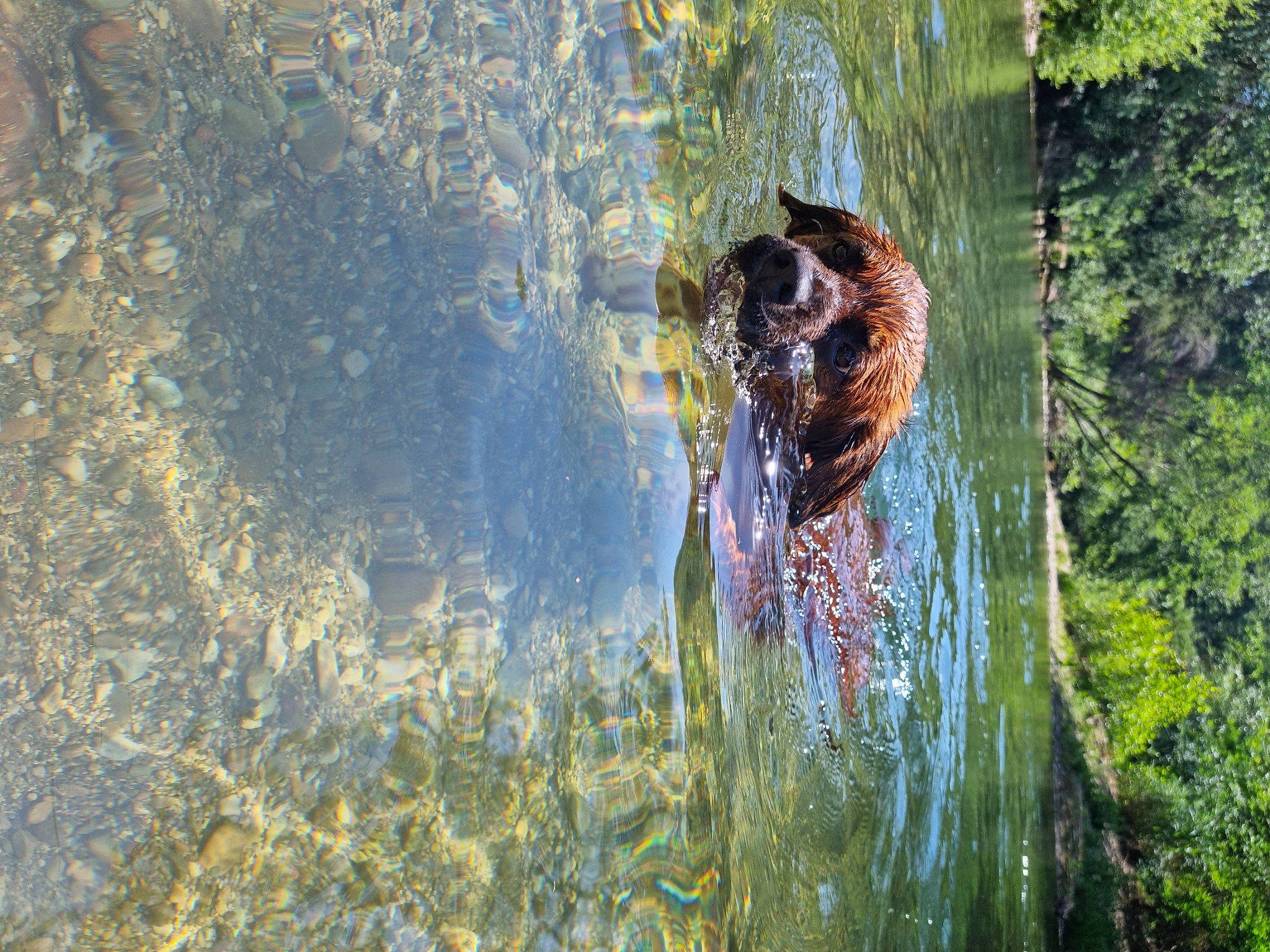 Blue a rejoint le concours — aidez-le/la à gagner de superbes lots ! _geese_and_swans, bank, beak, canidae, carnivore, ducks, fawn, forest, grass, lake, natural_landscape, people_in_nature, plant, sporting_group, sunlight, tree, trunk, water, water_feature, wetland