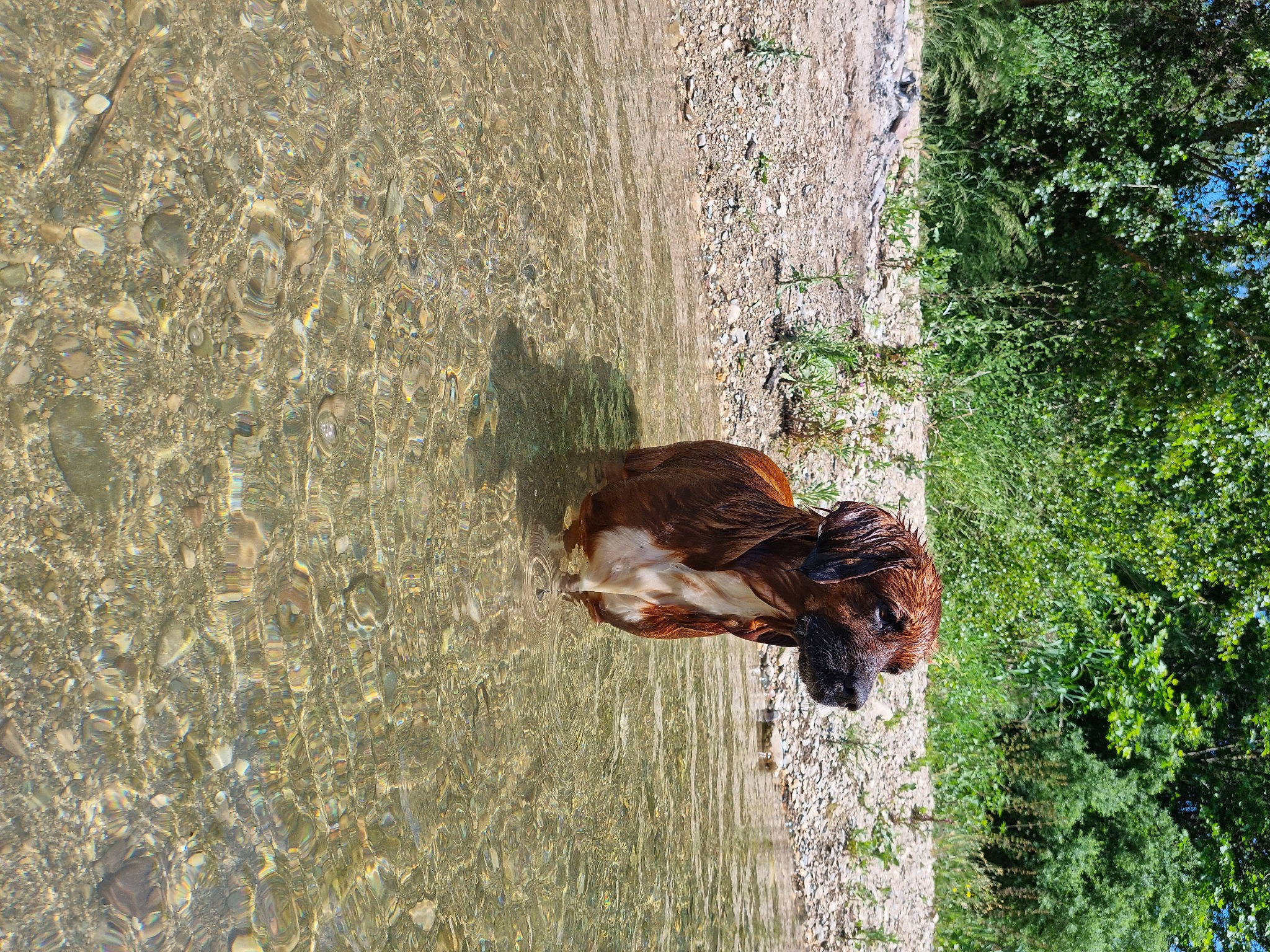 Blue participe au concours pour gagner de l'argent avec cette photo : canidae, carnivore, companion_dog, dog, dog_breed, fawn, felidae, grass, liver, plant, shadow, soil, sporting_group, tail, terrestrial_animal, tree, trunk, wildlife, wood, working_animal