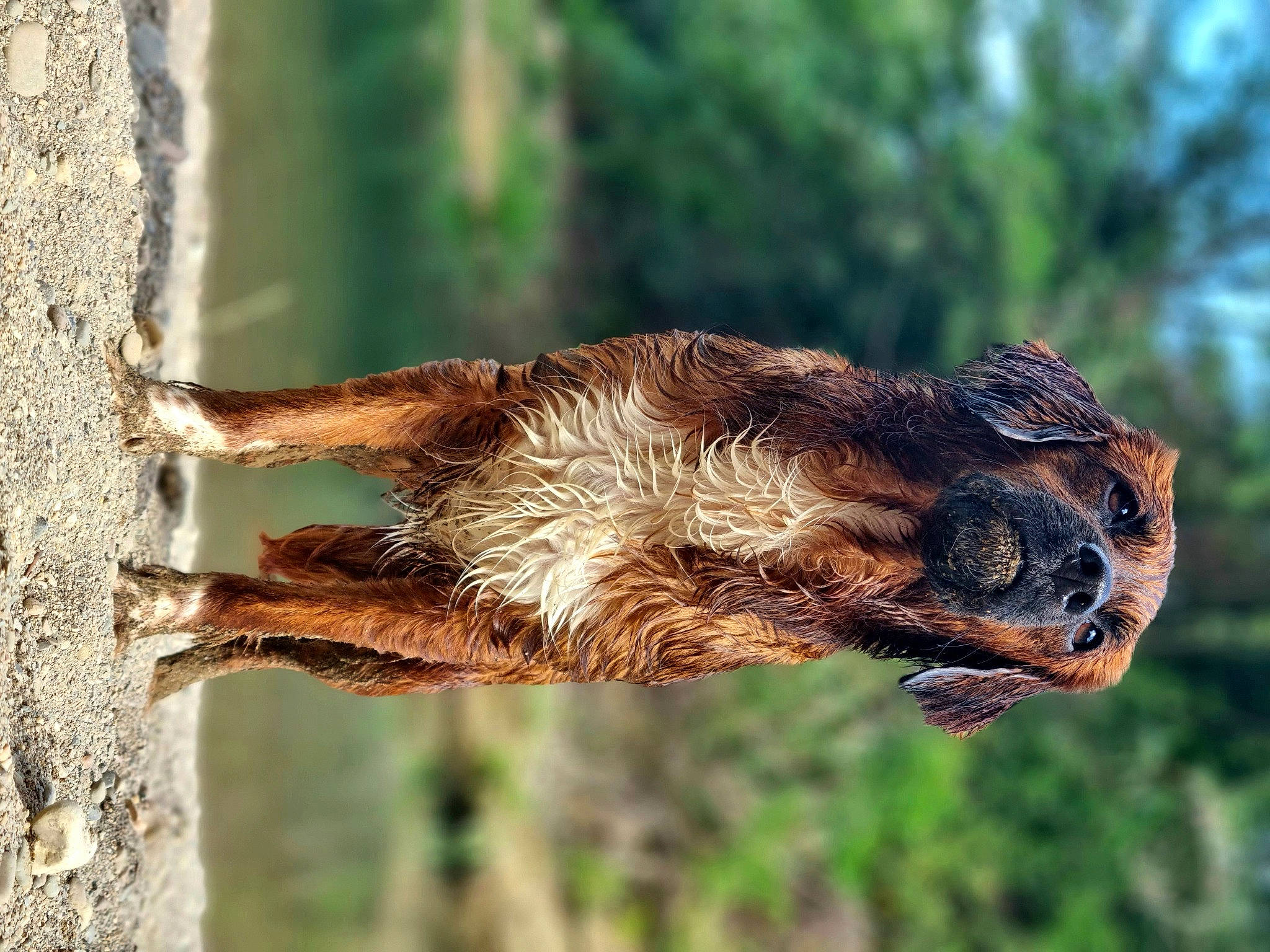 Blue a rejoint le concours — aidez-le/la à gagner de superbes lots ! accipitridae, accipitriformes, bat, beak, bird_of_prey, claw, dog_breed, falconiformes, fawn, fur, liver, owl, primate, snout, sporting_group, tail, terrestrial_animal, trunk, wing, wood