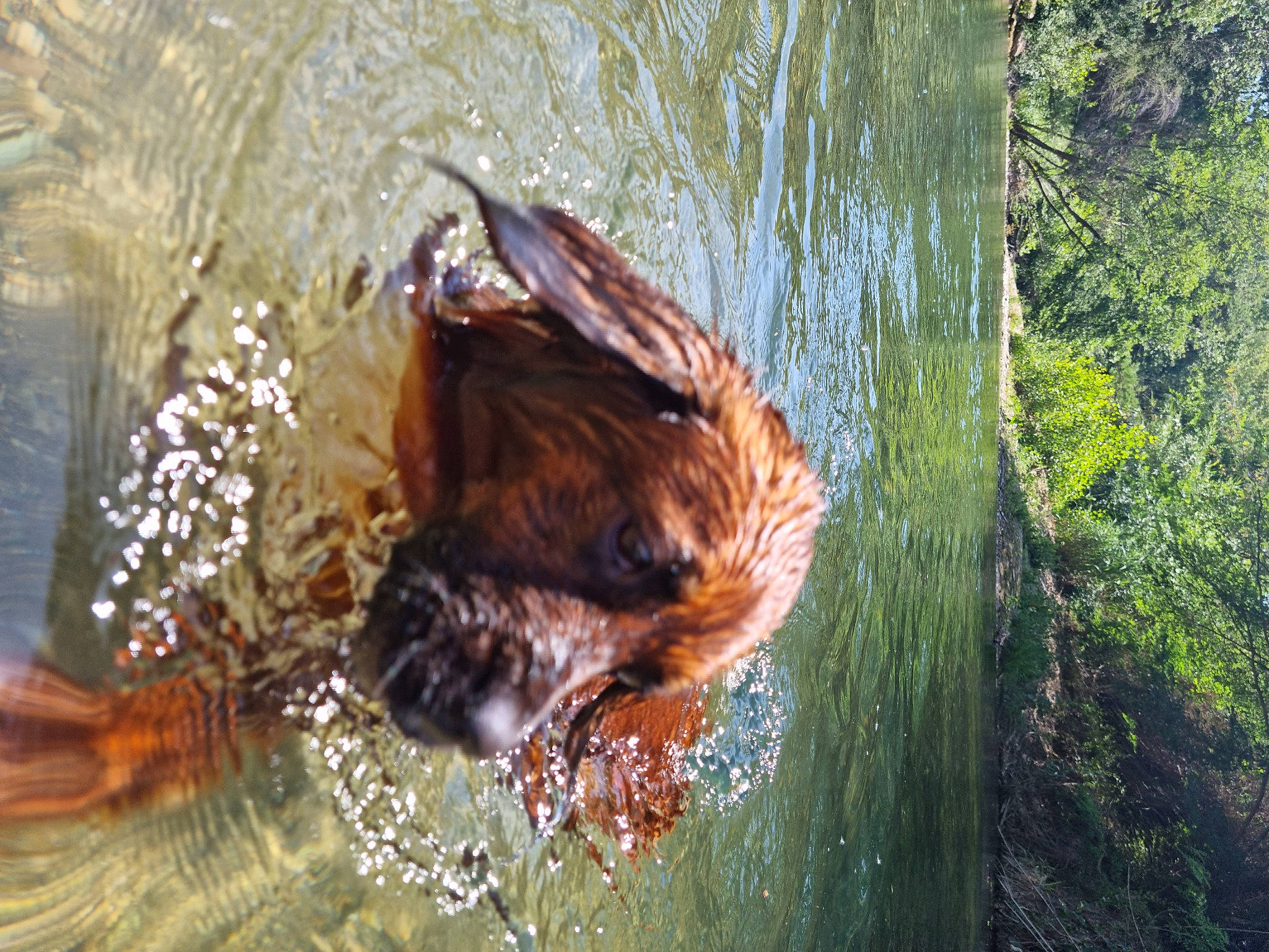 Blue a rejoint le concours — aidez-le/la à gagner de superbes lots ! _geese_and_swans, beak, ducks, feather, grass, lake, liver, livestock, natural_landscape, reflection, sporting_group, tail, terrestrial_animal, tree, trunk, water, water_bird, waterfowl, wing, wood