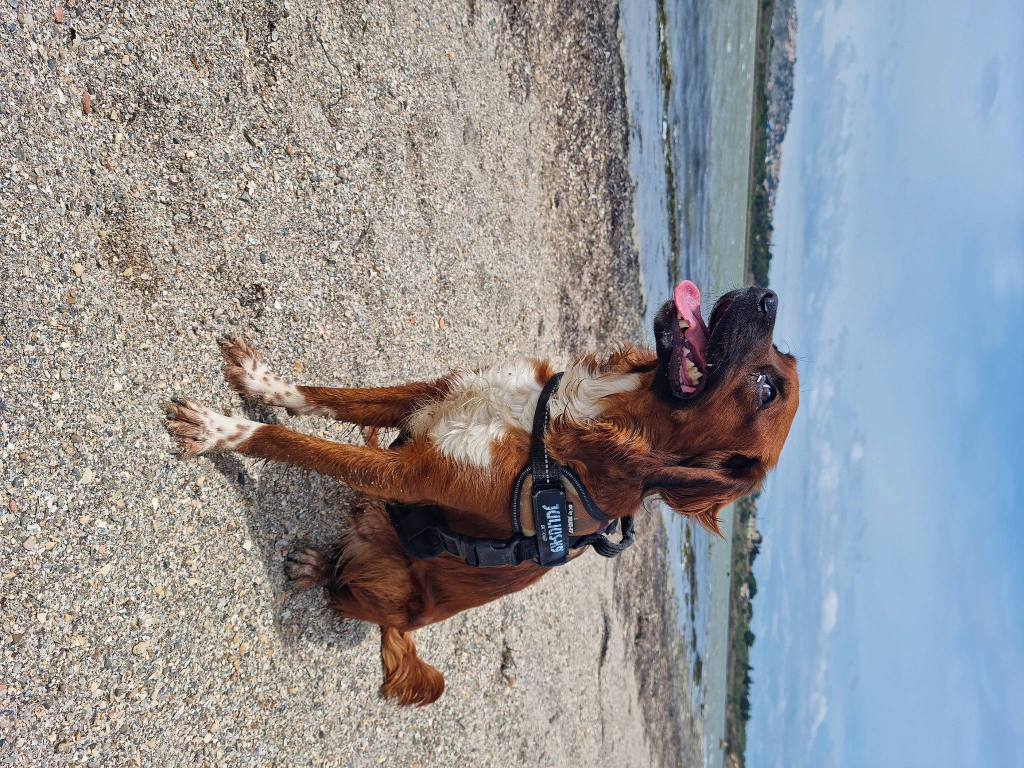 Blue participe au concours pour gagner de l'argent avec cette photo : adventure, beach, canidae, climbing_harness, dog, dress, fawn, fun, human_leg, landscape, leisure, recreation, sky, sporting_group, stallion, tree, water, window, wood, working_animal