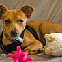 dog, brown_dog, puppy, toy, plush_toy, couch, indoor, pet, animal, black_harness, pink_toy, fluffy, relaxed, closeup, cute, ears, snout, fur, domestic_animal, resting