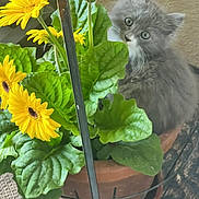 Gracie is registered to the contest to win money with this photo: kitten, cat, flower_pot, yellow_flowers, green_leaves, plant, pet, curious, furry, indoor, cute, small, domestic_animal, flower_stem, terracotta_pot, nature, playful, young_animal, whiskers, gray_fur