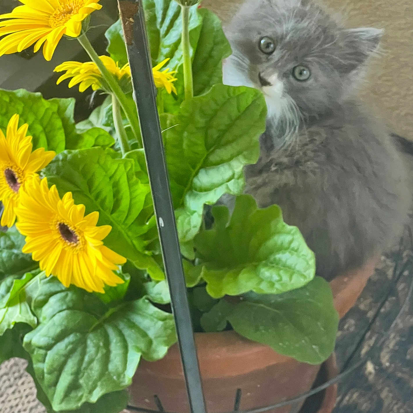 Gracie is registered to the contest to win money with this photo: cat, curious, cute, domestic_animal, flower_pot, flower_stem, furry, gray_fur, green_leaves, indoor, kitten, nature, pet, plant, playful, small, terracotta_pot, whiskers, yellow_flowers, young_animal