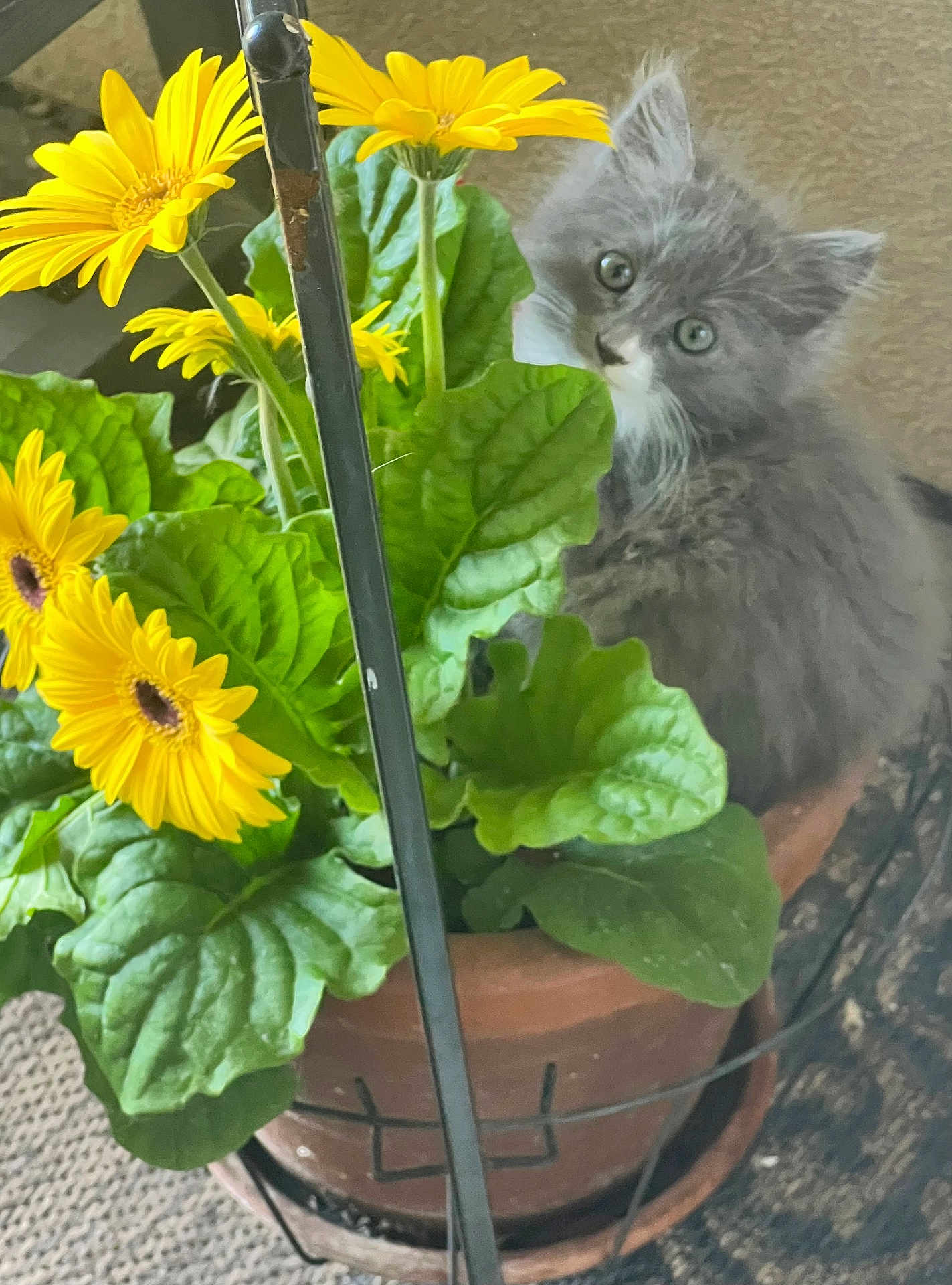 Gracie is registered to the contest to win money with this photo: kitten, cat, flower_pot, yellow_flowers, green_leaves, plant, pet, curious, furry, indoor, cute, small, domestic_animal, flower_stem, terracotta_pot, nature, playful, young_animal, whiskers, gray_fur