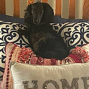 Shae Belle joined the competition — help win amazing prizes! dog, black_dog, pillow, decorative_pillow, home_decor, couch, wooden_headboard, patterned_pillow, indoor, pet, resting, cozy, sequins, textile, fabric, animal, comfort, relaxing, living_room, house