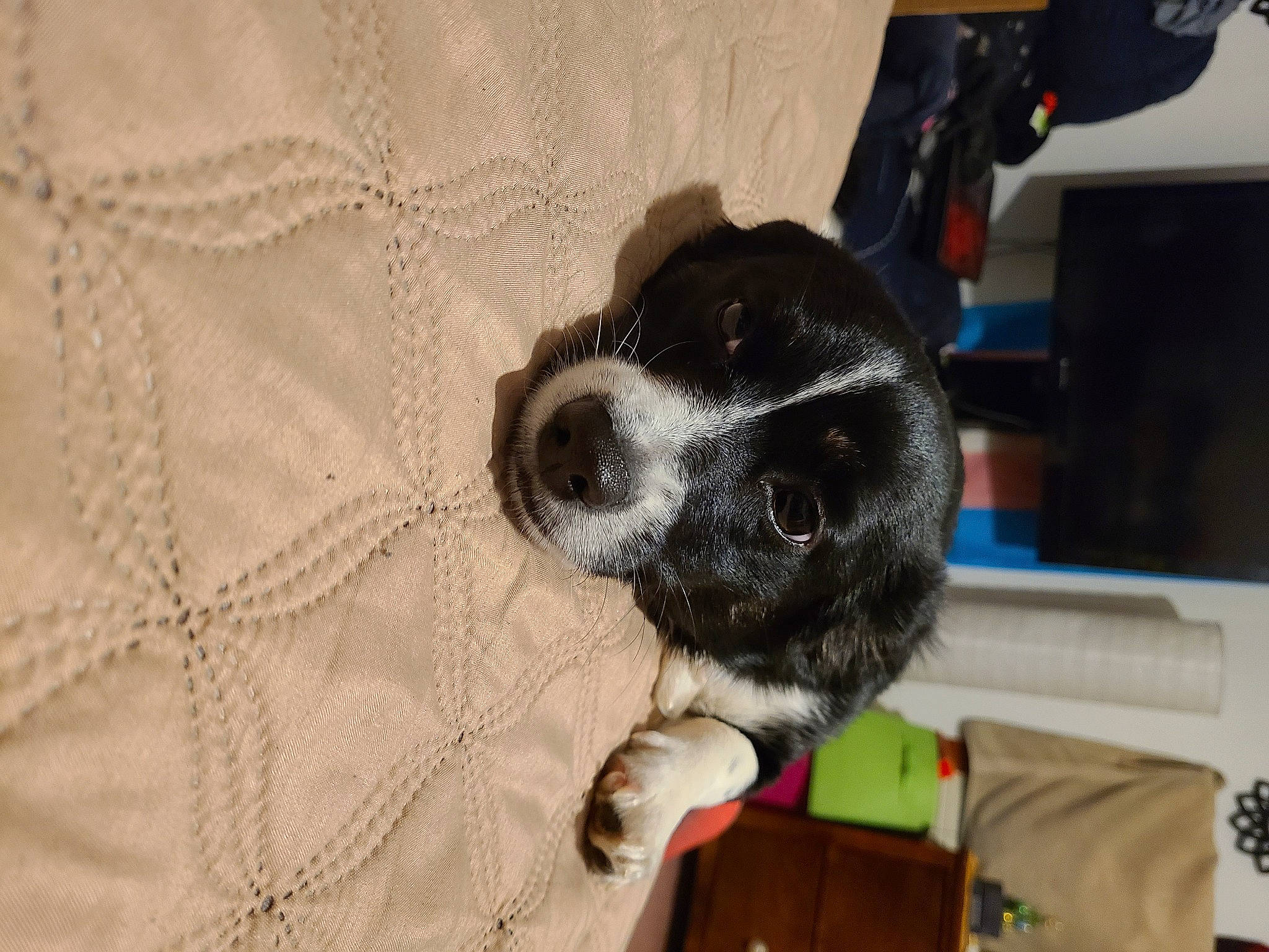 Peach is registered to the contest to win money with this photo: canidae, carnivore, collar, comfort, companion_dog, dog, dog_breed, fur, linens, non_sporting_group, pattern, paw, puppy, snout, spaniel, texas_heeler, whiskers, wood, working_animal, woven_fabric