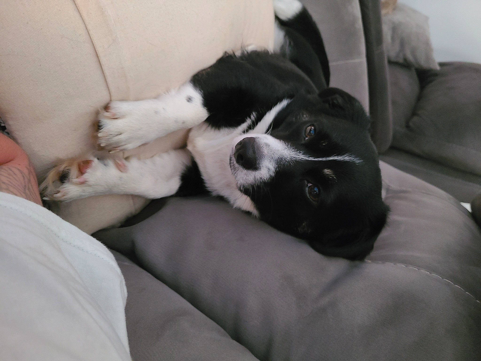 Peach is registered to the contest to win money with this photo: canidae, carnivore, comfort, companion_dog, couch, dog, dog_breed, fur, nap, non_sporting_group, paw, puppy, puppy_love, sleep, snout, sporting_group, whiskers, working_animal