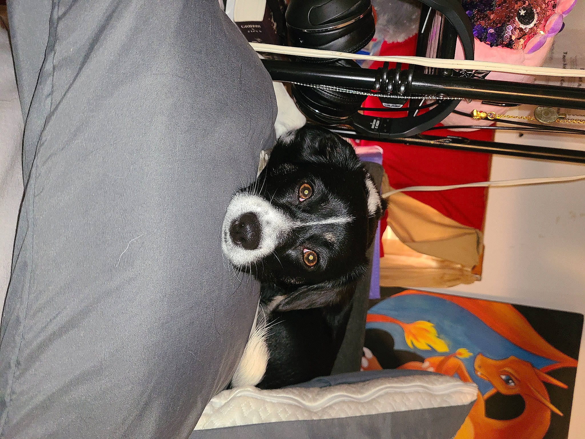 Peach is registered to the contest to win money with this photo: auto_part, automotive_design, bag, canidae, car_seat, car_seat_cover, carnivore, comfort, companion_dog, dog, dog_breed, dog_supply, eyewear, motor_vehicle, personal_protective_equipment, seat_belt, snout, sporting_group, toy_dog, whiskers