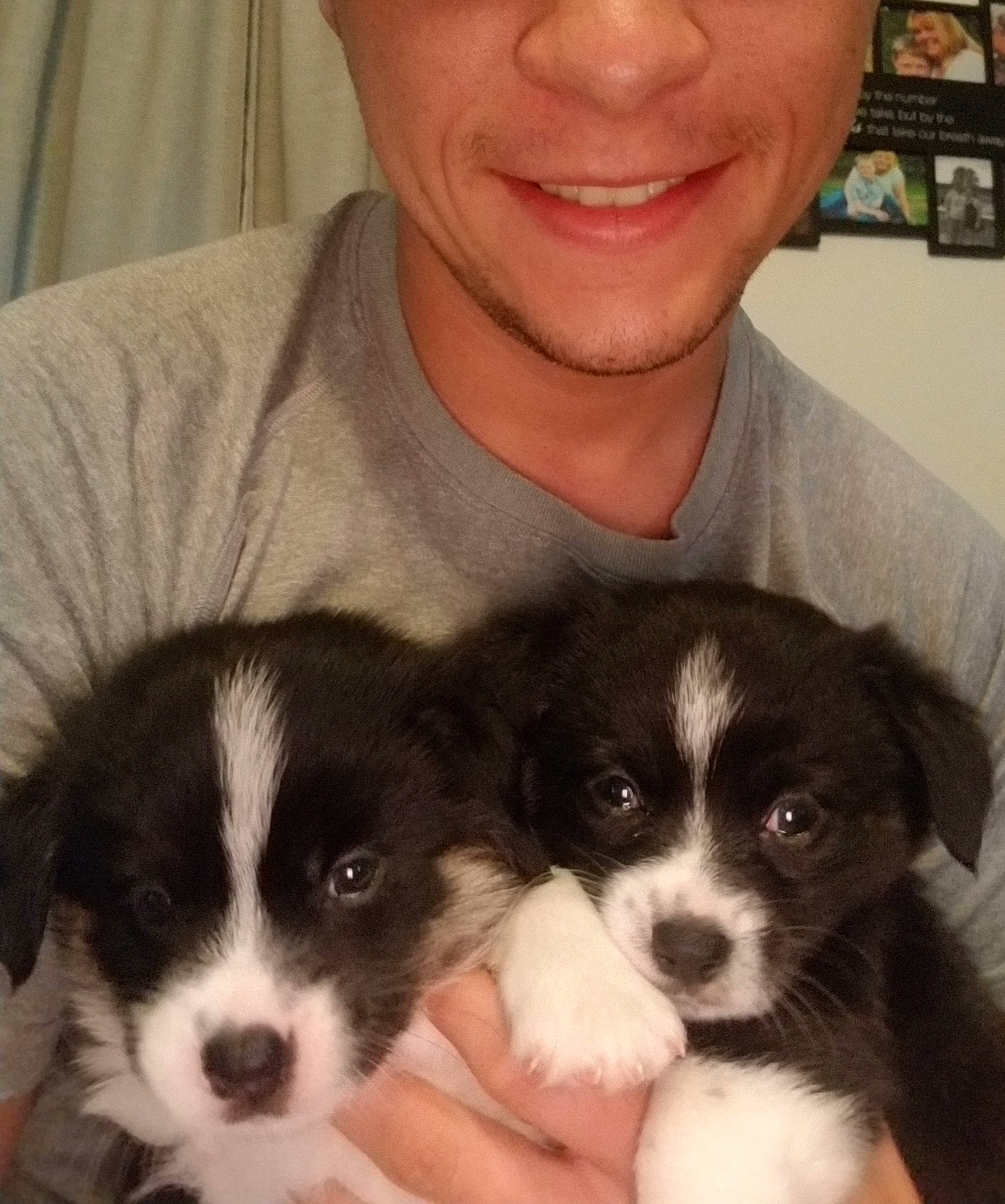 Peach is registered to the contest to win money with this photo: border_collie, bored, canidae, carnivore, companion_dog, dog, dog_breed, fur, happy, mammal, organ, shelf, smile, snout, sporting_group, terrestrial_animal, toy_dog, whiskers, working_animal, working_dog