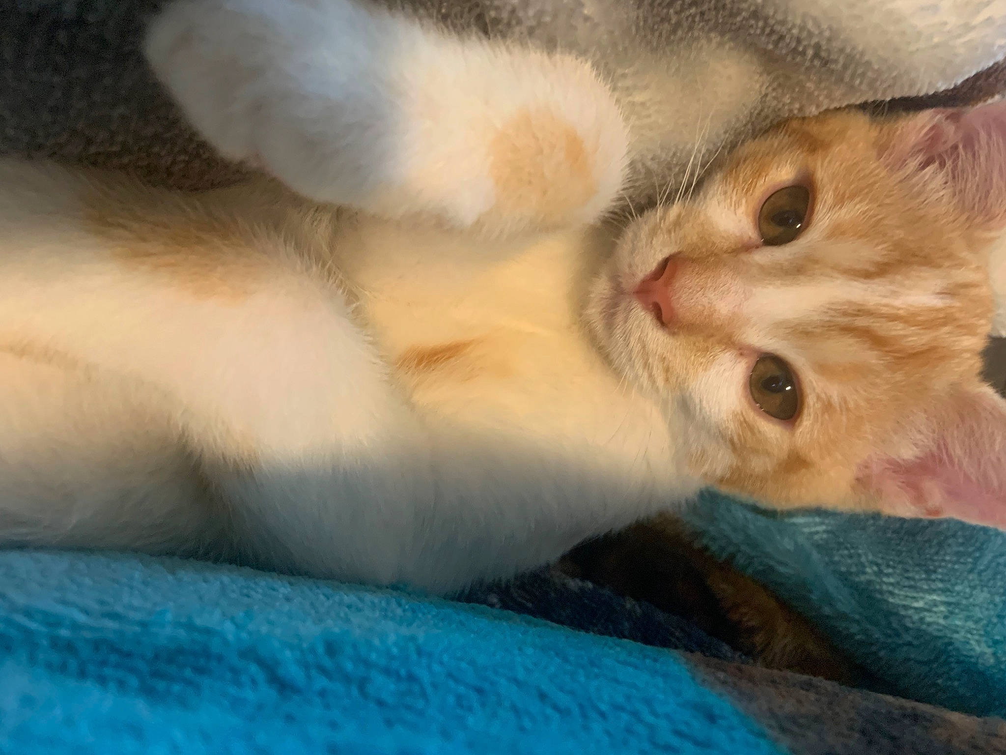 Buttercup joined the competition — help win amazing prizes! carnivore, cat, claw, comfort, domestic_short_haired_cat, ear, eye, fawn, felidae, fur, nap, paw, sleep, small_to_medium_sized_cats, snout, tail, whiskers