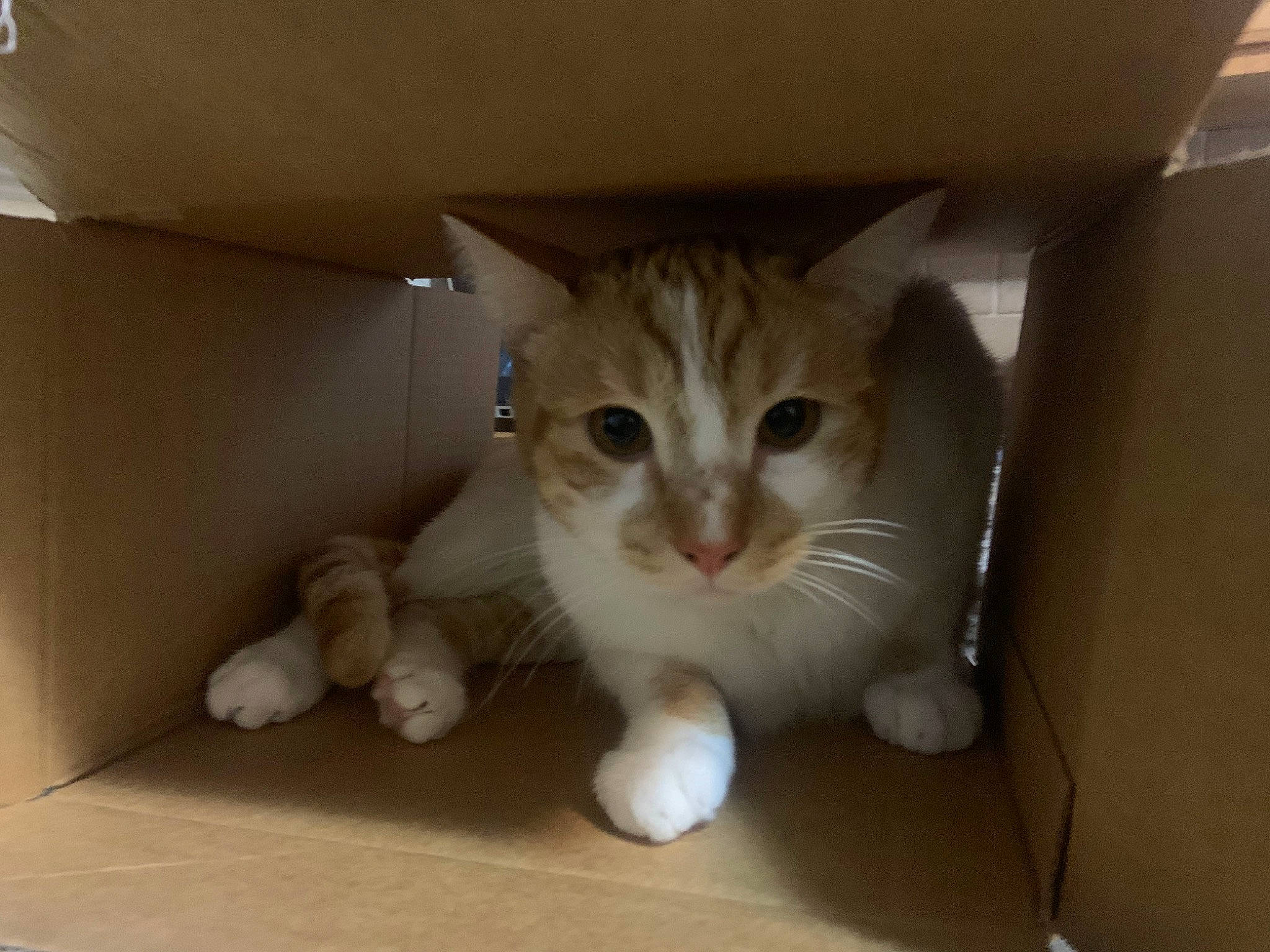Buttercup is registered to the contest to win money with this photo: box, cardboard, carnivore, carton, cat, domestic_short_haired_cat, eye, fawn, felidae, flooring, fur, paw, photo_caption, room, sitting, small_to_medium_sized_cats, snout, tail, whiskers, wood