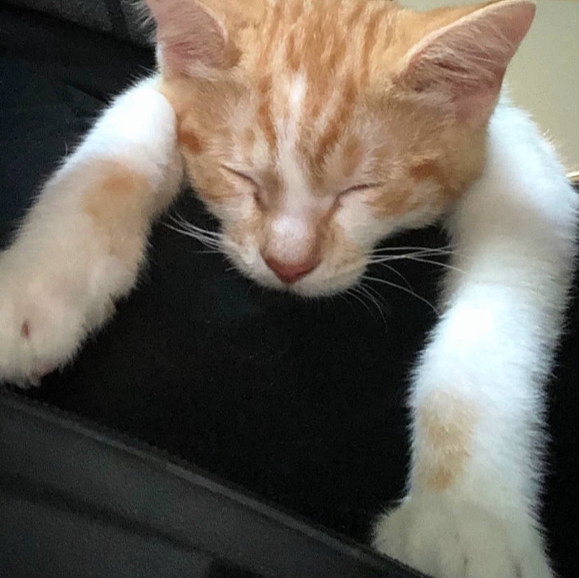 Buttercup is registered to the contest to win money with this photo: carnivore, cat, claw, comfort, domestic_short_haired_cat, fawn, felidae, fur, paw, small_to_medium_sized_cats, snout, tail, whiskers