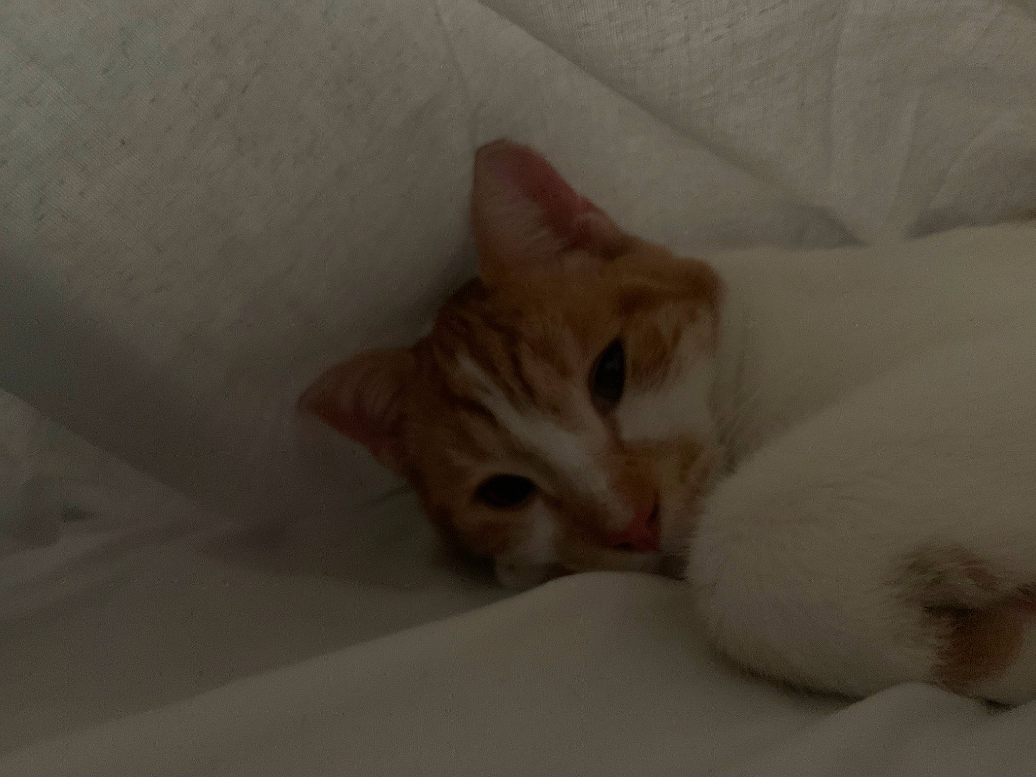 Buttercup is registered to the contest to win money with this photo: carnivore, cat, claw, comfort, domestic_short_haired_cat, duvet, fawn, felidae, fur, hardwood, nap, paw, sleep, small_to_medium_sized_cats, snout, tail, whiskers, wood