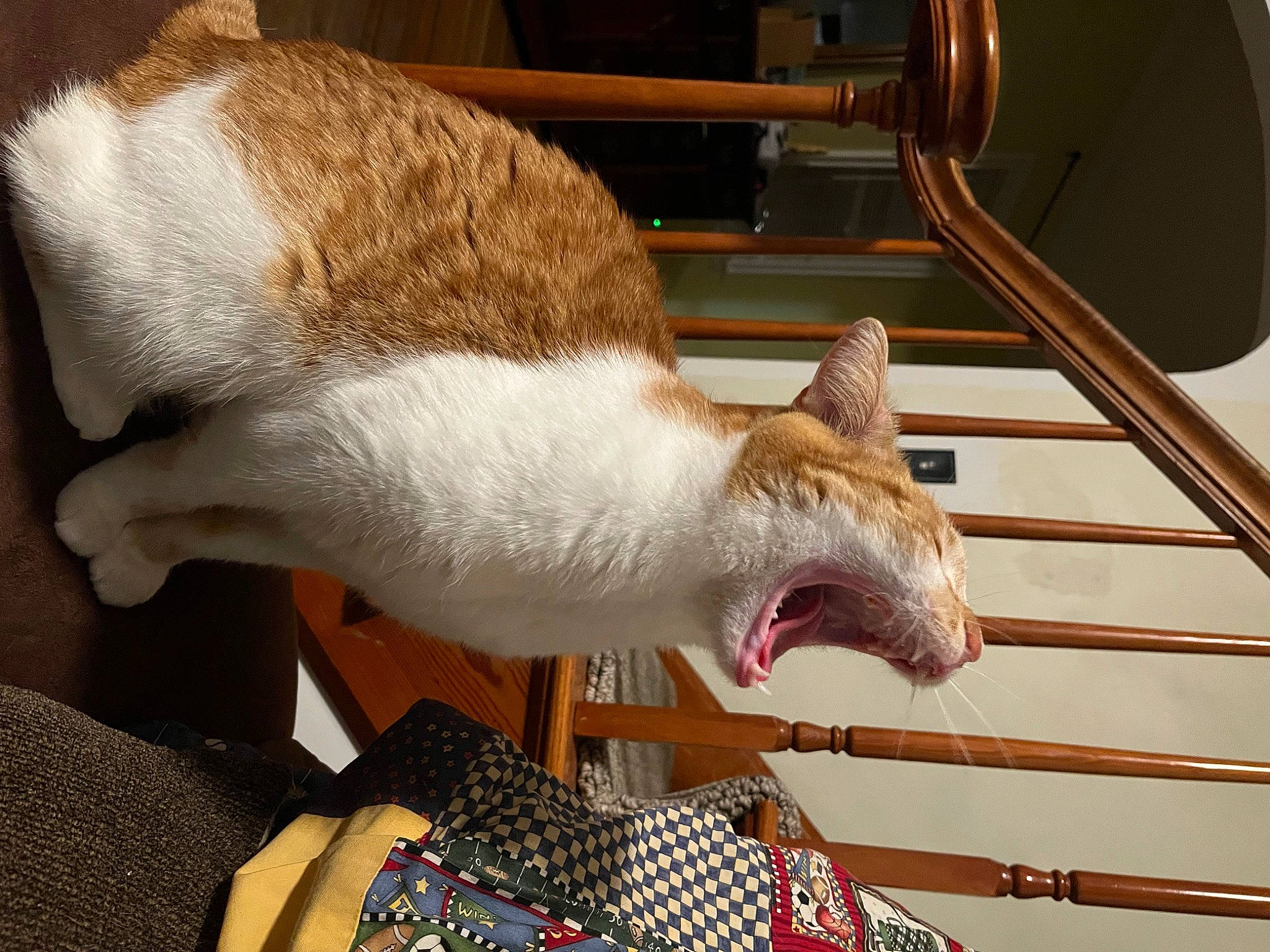 Buttercup is registered to the contest to win money with this photo: canidae, carnivore, cat, claw, collar, comfort, dog_breed, domestic_short_haired_cat, ear, fang, fawn, felidae, fur, pattern, small_to_medium_sized_cats, snout, tail, whiskers