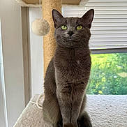 Lily joined the competition — help win amazing prizes! cat, gray_cat, green_eyes, cat_tree, scratching_post, hanging_toy, window, blinds, indoor, pet, feline, sitting, curious, soft_texture, rope, fur, animal, domestic, cozy, daylight
