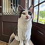 animal_portrait, carpeted_perch, cat, domestic_animal, door, ears, feline, fur, gray_and_white, green_eyes, home_interior, indoor, looking_up, natural_light, paws, pet, quiet, sunlight, whiskers, window