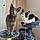 Lilith And Oden