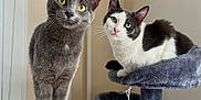 Lilith And Oden joined the competition — help win amazing prizes! abyssinian, angora, animal, architecture, barstool, brasssection, cat, chair, cushion, egyptiancat, furniture, homedecor, horn, indoors, kitten, manx, musicalinstrument, pet, shelf, siamese