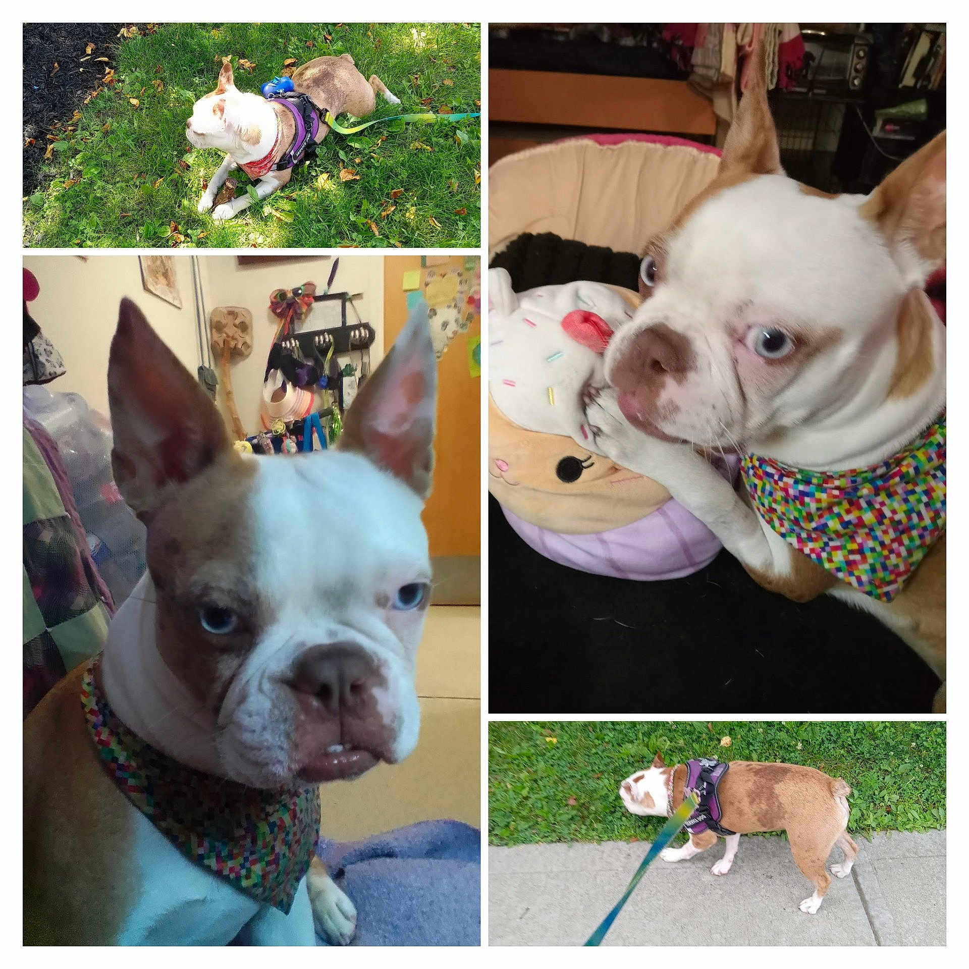 Lilly is registered to the contest to win money with this photo: dog, bulldog, puppy, pet, animal, white_and_brown, wrinkled_face, blue_eyes, large_ears, harness, leash, collar, bandana, outdoor, grass, sidewalk, indoor, dog_bed, portrait, collage