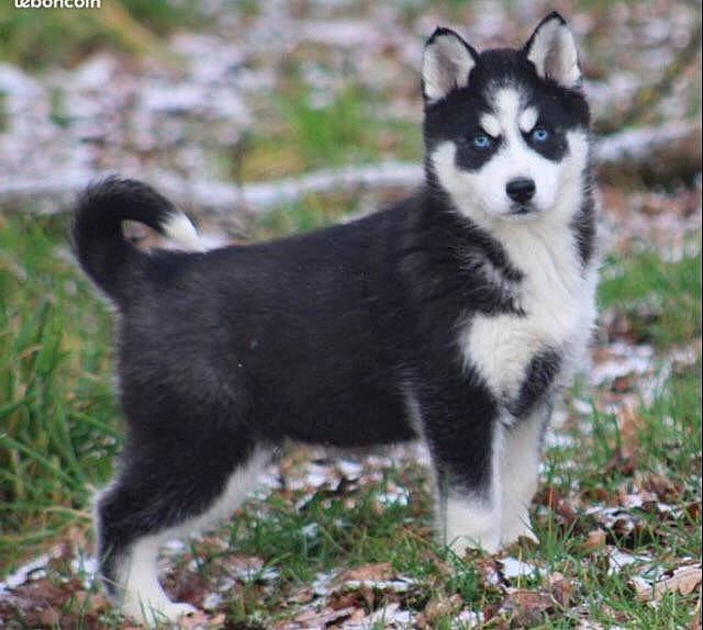 Everest a rejoint le concours — aidez-le/la à gagner de superbes lots ! ancient_dog_breeds, canidae, canis, carnivore, companion_dog, dog, dog_breed, fur, grass, non_sporting_group, siberian_husky, sled_dog, snout, sporting_group, tail, terrestrial_animal, wildlife, wolf, working_animal, working_dog