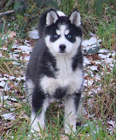 Everest participe au concours pour gagner de l'argent avec cette photo : canidae, canis, carnivore, dog, dog_breed, grass, non_sporting_group, plant, siberian_husky, sled_dog, sporting_group, terrestrial_animal, wolf, working_animal, working_dog