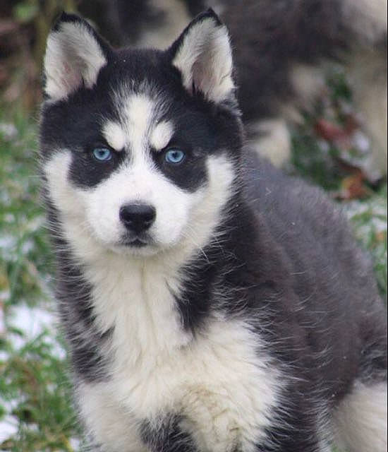 Everest participe au concours pour gagner de l'argent avec cette photo : ancient_dog_breeds, canidae, carnivore, companion_dog, dog, dog_breed, eye, fur, head, miniature_siberian_husky, non_sporting_group, plant, sled_dog, snout, sporting_group, terrestrial_animal, whiskers, wildlife, working_animal, working_dog