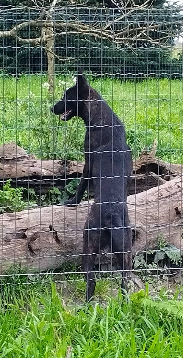 Tara participe au concours pour gagner de l'argent avec cette photo : big_cats, cage, canidae, chain_link_fencing, dog_breed, fawn, felidae, fence, fur, goat, grass, groundcover, mesh, metal, pasture, pet_supply, plant, snout, terrestrial_animal, wire_fencing