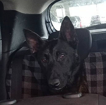 Tara participe au concours pour gagner de l'argent avec cette photo : canidae, car, carnivore, companion_dog, dog, dog_breed, door, fixture, fur, herding_dog, jaw, snout, sporting_group, vehicle, vehicle_door, whiskers, window, windshield, working_animal, working_dog