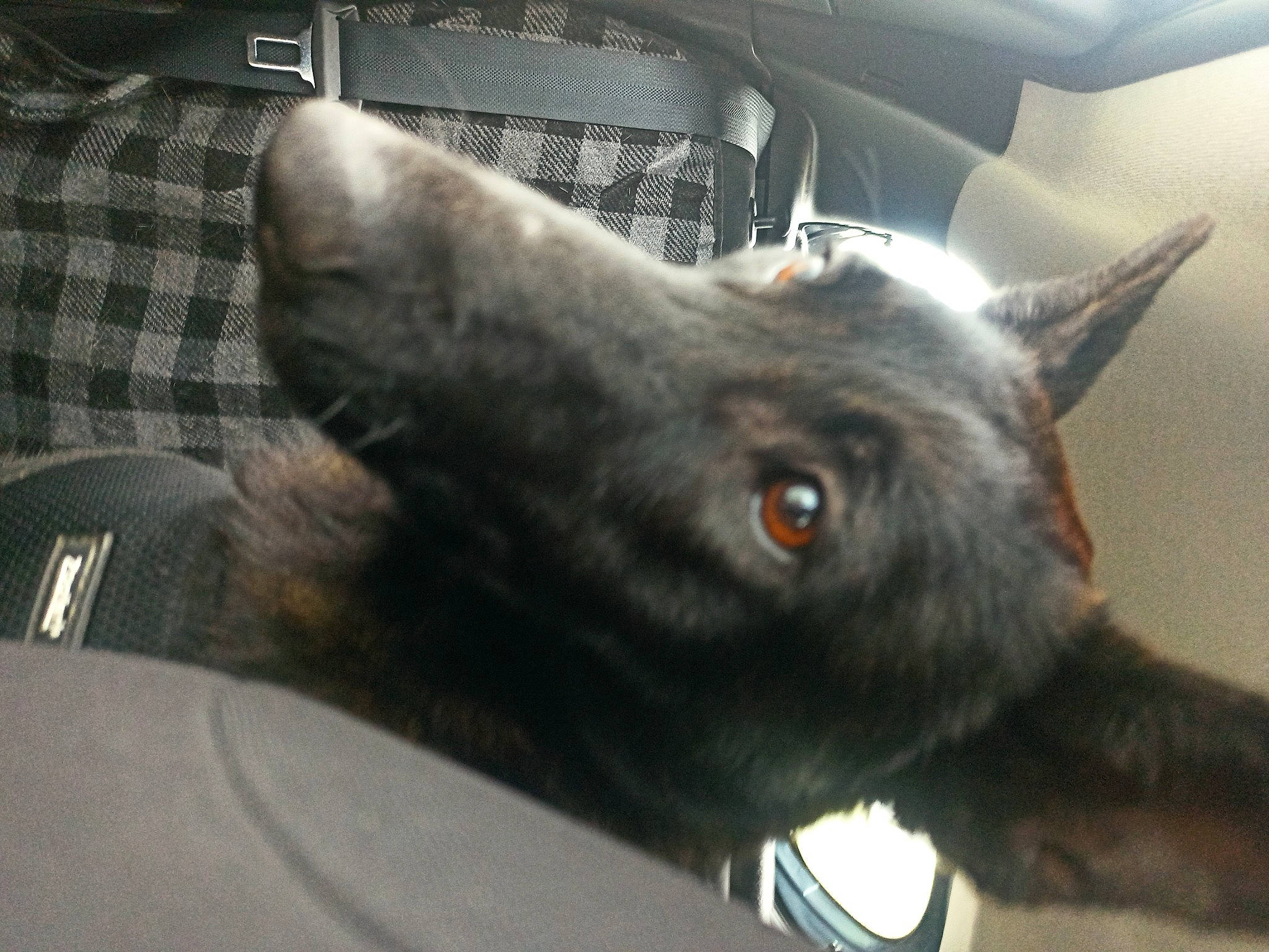 Tara participe au concours pour gagner de l'argent avec cette photo : canidae, carnivore, claw, collar, comfort, companion_dog, dog_breed, domestic_short_haired_cat, ear, fawn, felidae, fur, grey, small_to_medium_sized_cats, snout, sporting_group, tail, terrestrial_animal, whiskers, working_animal