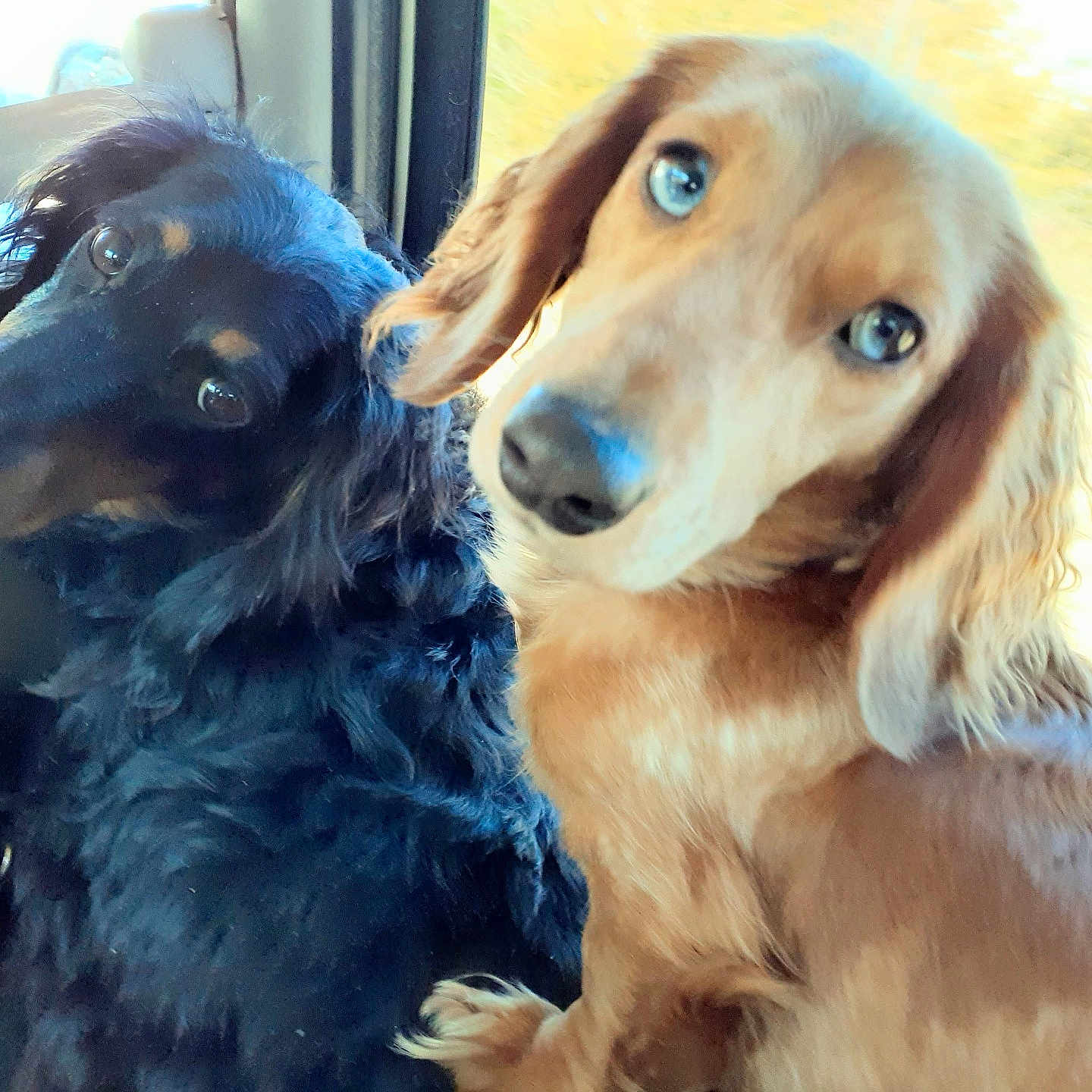 Harry And Rosie joined the competition — help win amazing prizes! animal, black_dog, blue_eyes, close_up, companion, curious, cute, dog, domestic_animal, fur, golden_dog, head_tilt, indoor, inside_car, looking, pet, portrait, seat, two_dogs, window