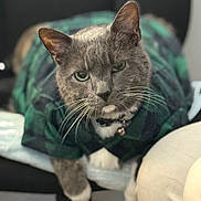 Merp Or Merpington joined the competition — help win amazing prizes! animal, bell, cat, close_up, collar, cute, domestic_cat, feline, focused, fur, gray_cat, green, indoor, mammal, paw, pet_clothing, plaid_shirt, portrait, resting, whiskers