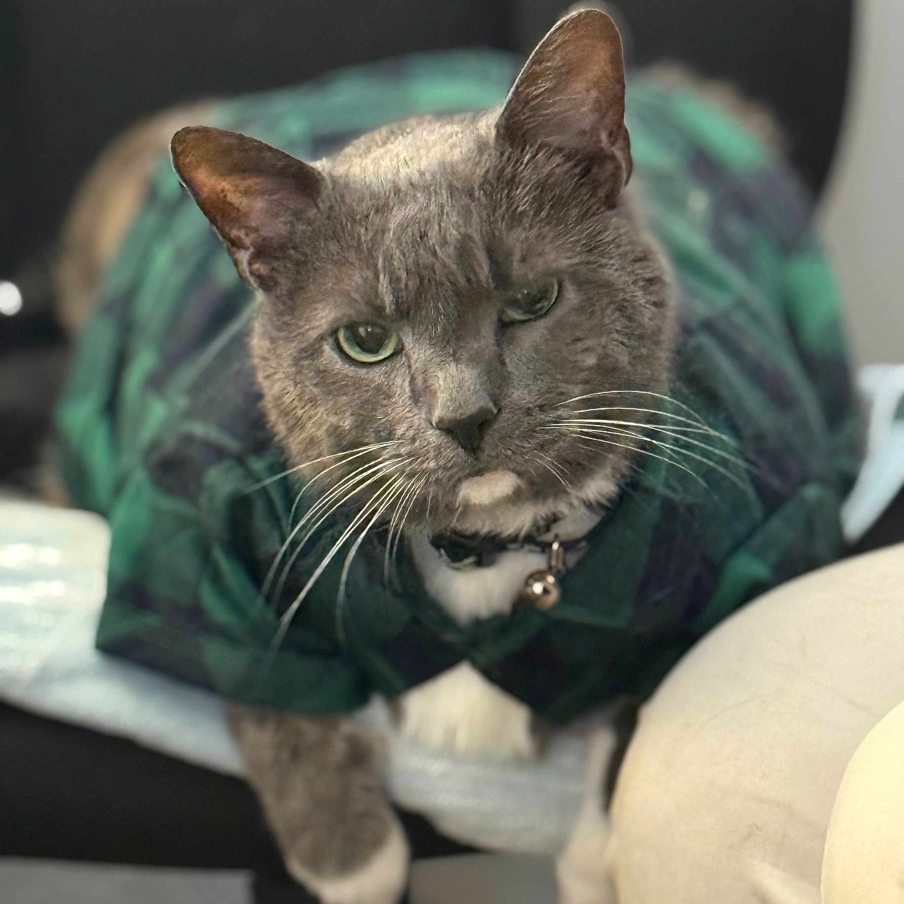 Merp Or Merpington joined the competition — help win amazing prizes! animal, bell, cat, close_up, collar, cute, domestic_cat, feline, focused, fur, gray_cat, green, indoor, mammal, paw, pet_clothing, plaid_shirt, portrait, resting, whiskers