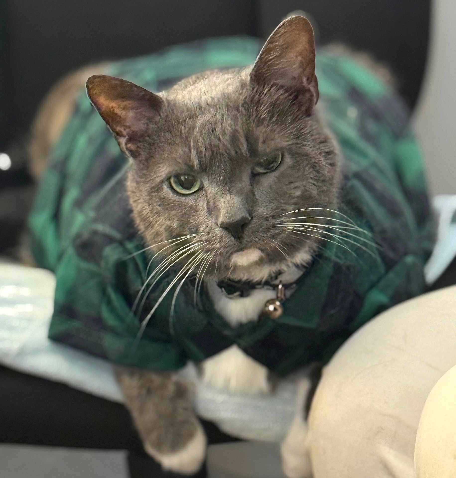 Merp Or Merpington joined the competition — help win amazing prizes! animal, bell, cat, close_up, collar, cute, domestic_cat, feline, focused, fur, gray_cat, green, indoor, mammal, paw, pet_clothing, plaid_shirt, portrait, resting, whiskers