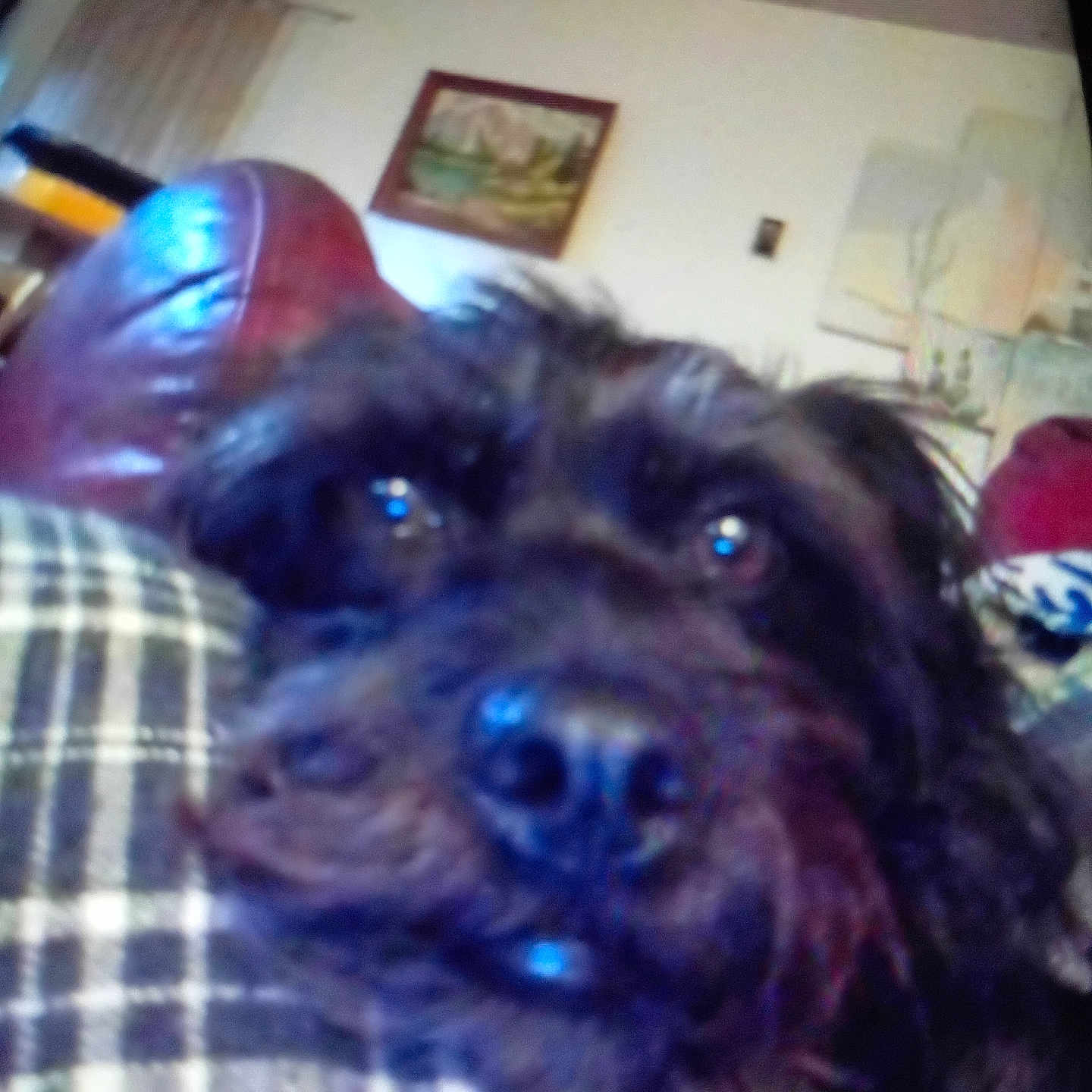 Gizmo joined the competition — help win amazing prizes! animal, black_dog, blur, chair, close_up, cozy, dog, eyes, fabric, fur, home, indoor, living_room, mammal, nose, pet, plaid, red_chair, resting, wall_art