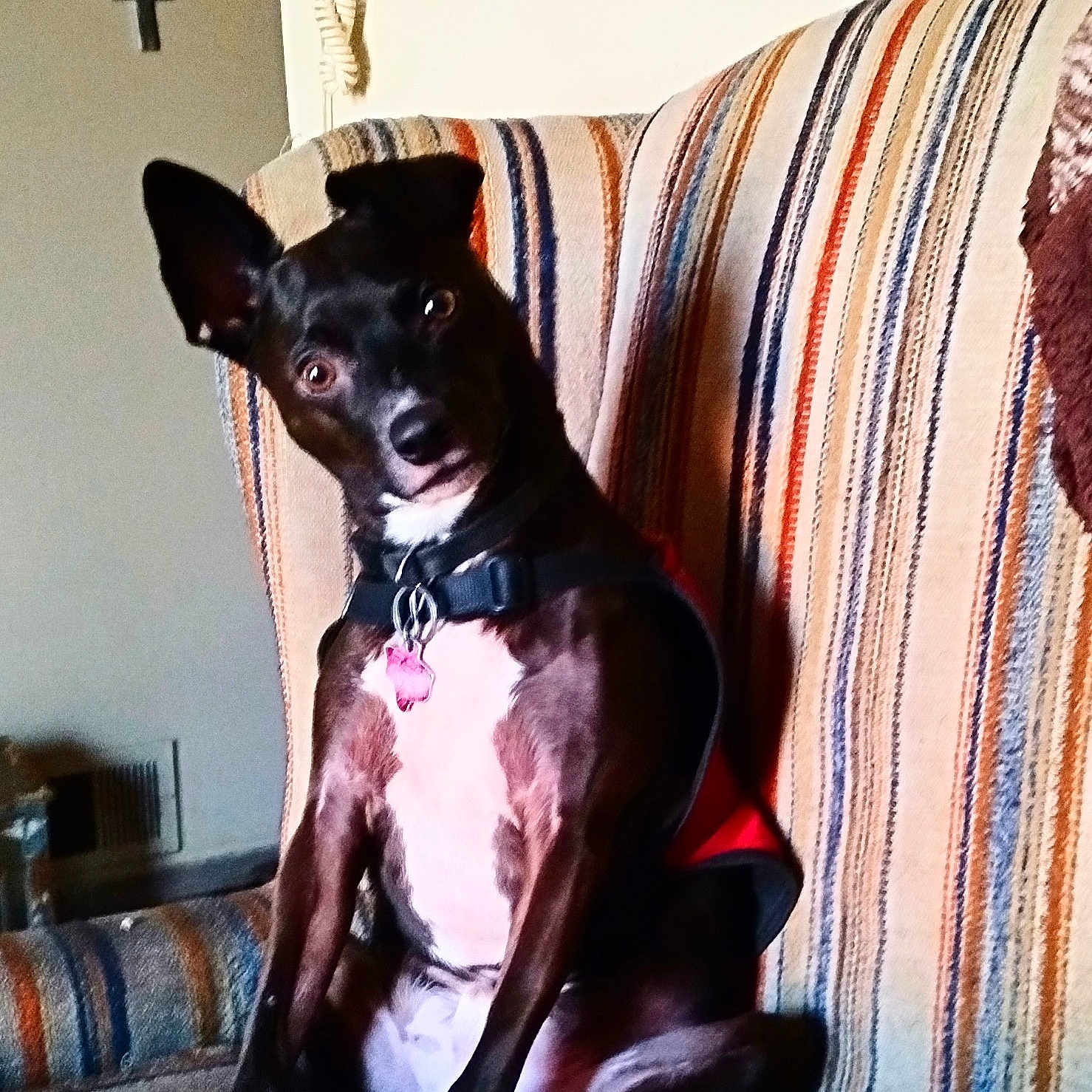 Jack is registered to the contest to win money with this photo: animal, architecture, building, bulldog, canine, chair, chihuahua, couch, cushion, dog, furniture, homedecor, hound, indoors, interiordesign, linen, livingroom, pet, puppy, room