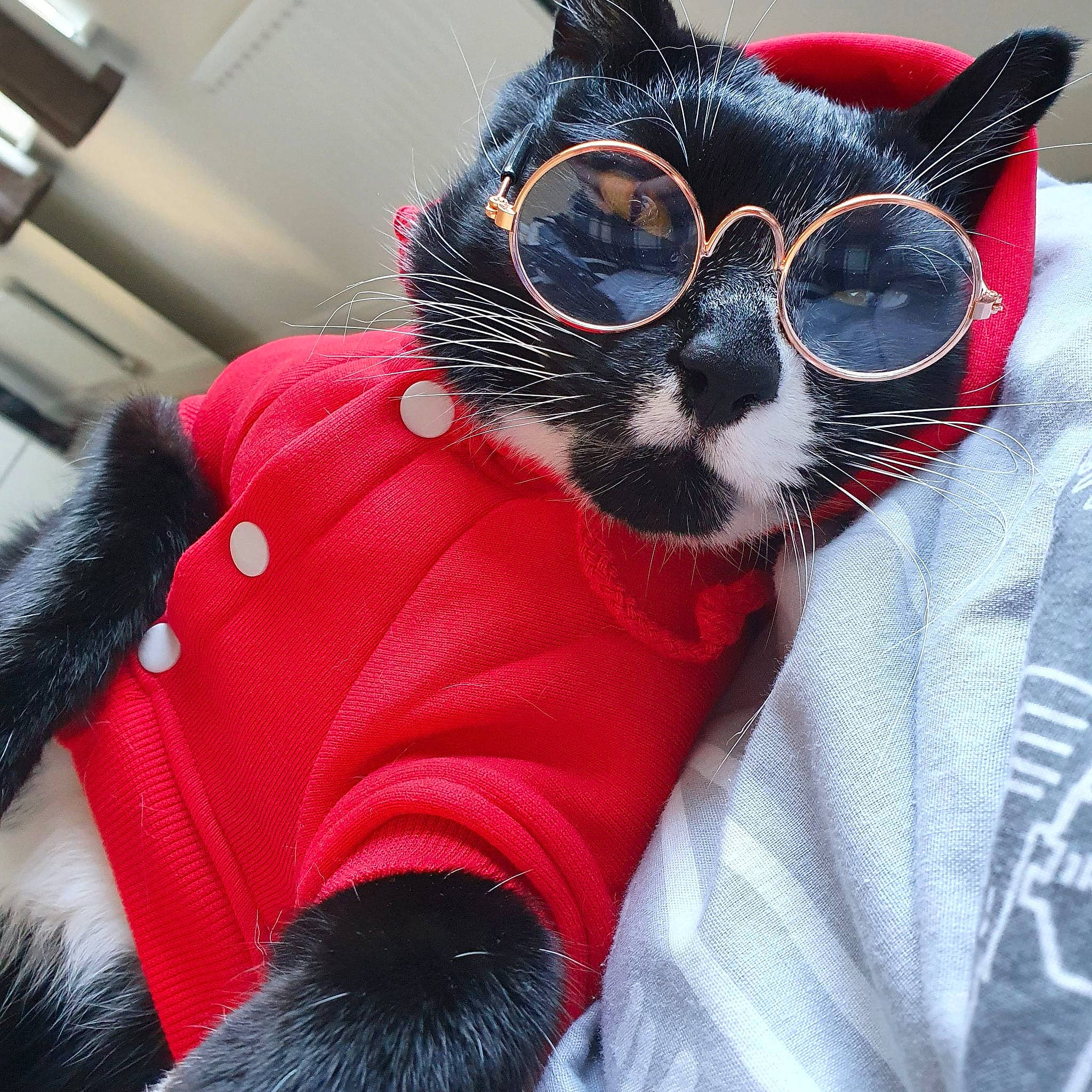 Gibbs joined the competition — help win amazing prizes! carmine, carnivore, cat, costume_accessory, felidae, fur, glove, red, small_to_medium_sized_cats, snout, stuffed_toy, vertebrate, whiskers