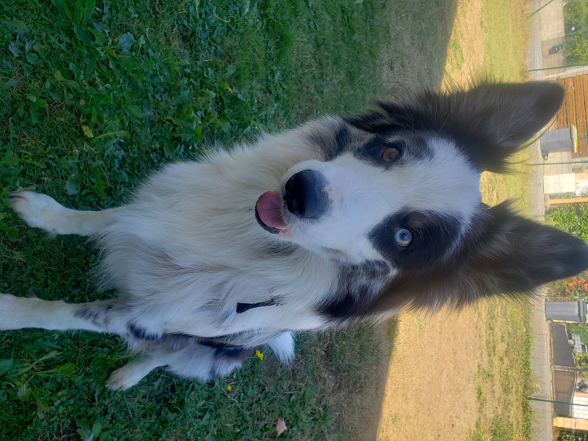 Kuma participe au concours pour gagner de l'argent avec cette photo : australian_collie, border_collie, canidae, carnivore, dog, dog_breed, herding_dog, mammal, snout, sporting_group, vertebrate, welsh_sheepdog