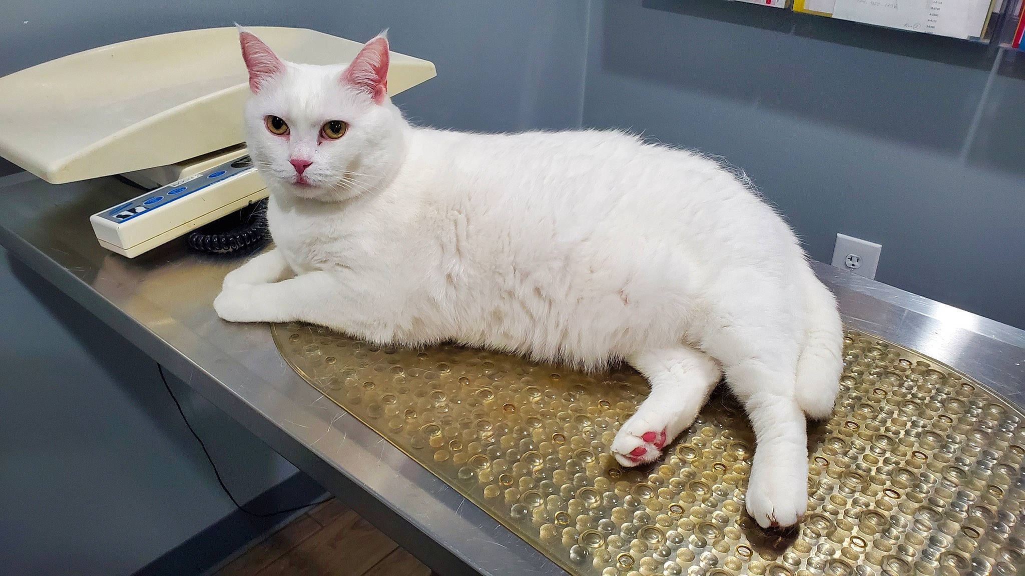 Snowball joined the competition — help win amazing prizes! carnivore, cat, claw, comfort, composite_material, domestic_short_haired_cat, fawn, felidae, flooring, fur, paw, small_to_medium_sized_cats, snout, table, tail, terrestrial_animal, whiskers