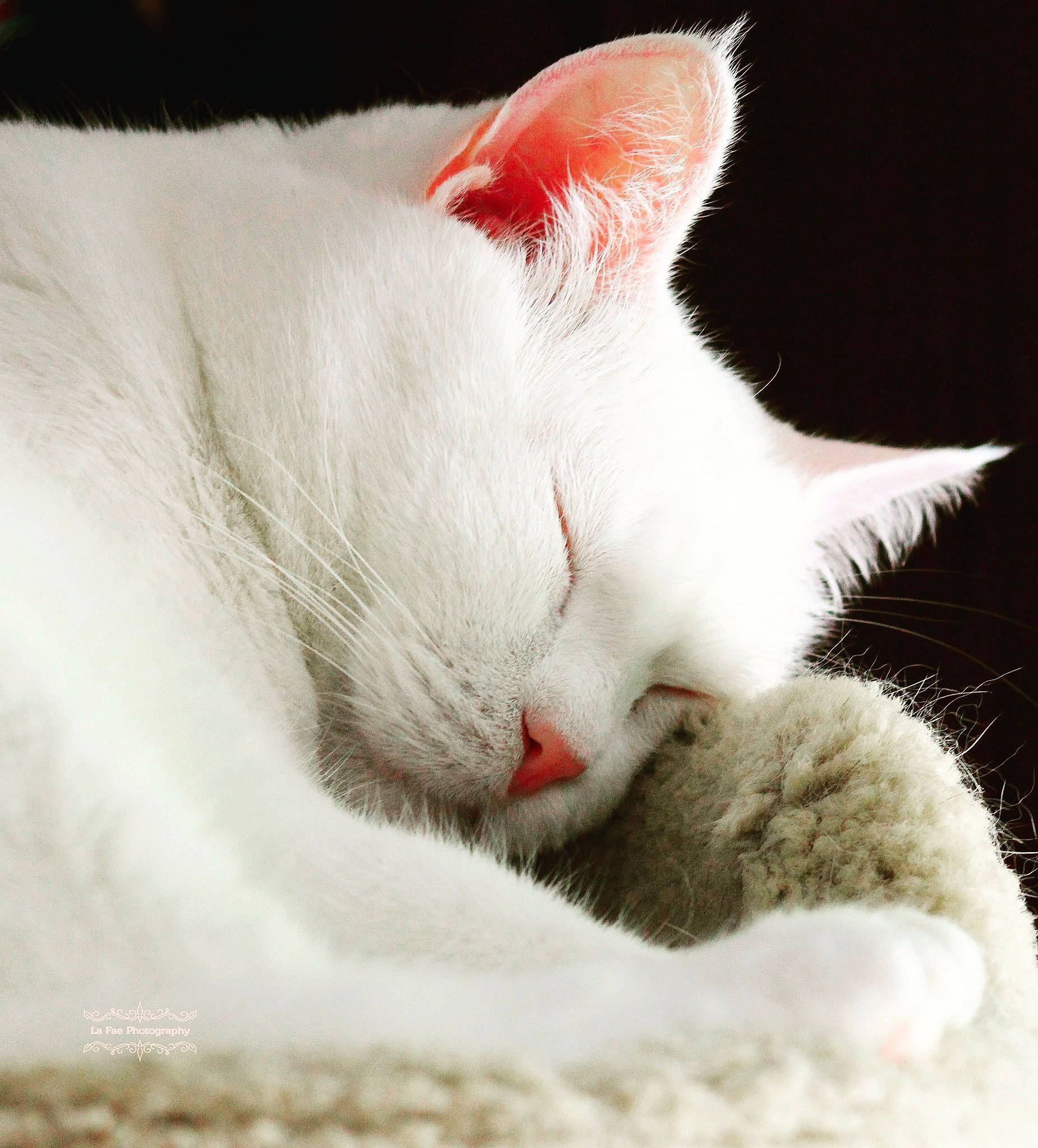 Snowball joined the competition — help win amazing prizes! carmine, carnivore, cat, cat_supply, claw, comfort, domestic_short_haired_cat, felidae, fur, nap, paw, sleep, small_to_medium_sized_cats, tail, whiskers