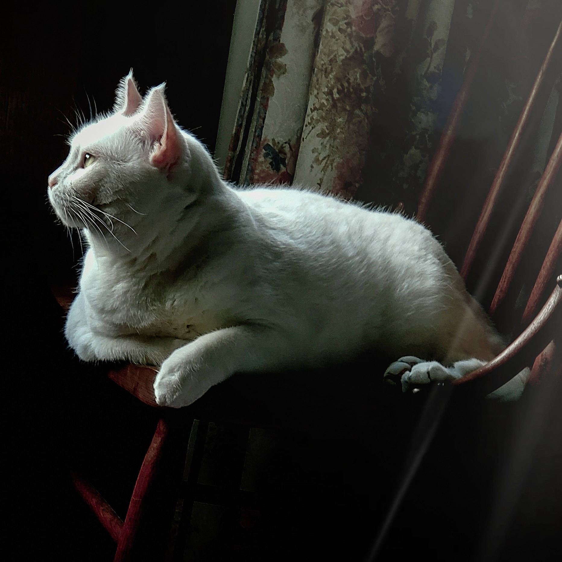 Snowball joined the competition — help win amazing prizes! carnivore, cat, claw, domestic_short_haired_cat, fawn, felidae, fur, metal, paw, sitting, small_to_medium_sized_cats, snout, tail, terrestrial_animal, whiskers, window, wood